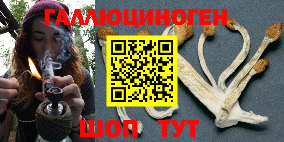 Псилоцибиновые грибы Psilocybe Сыктывкар